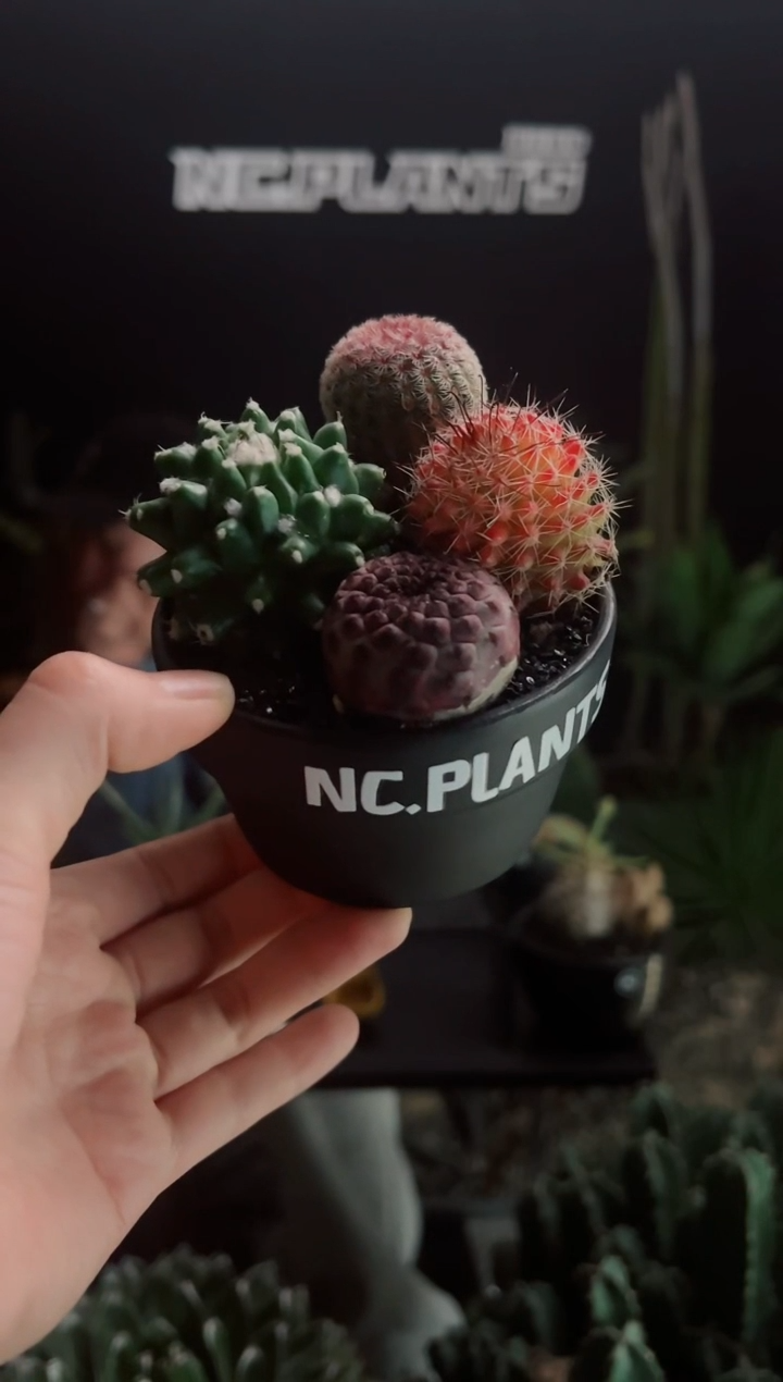 【闪购商品】彩虹汤圆