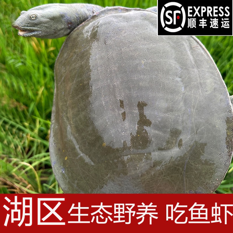 洞庭湖区原生态放养老甲鱼源头厂地汉寿甲鱼水鱼老中华鳖