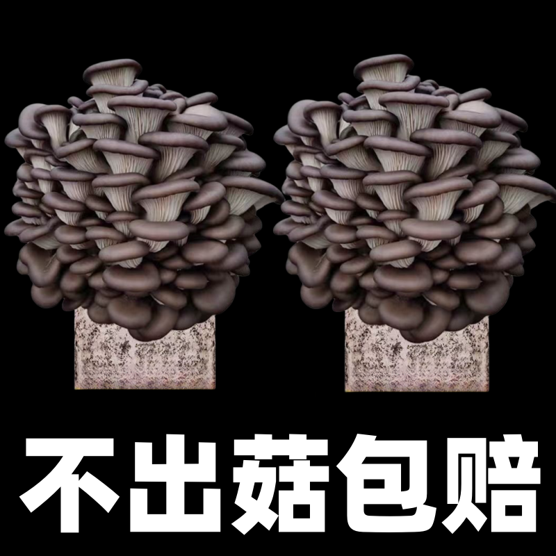 【买一发三】蘑菇菌包蘑菇种植包平菇菌棒香菇菌种菇种家庭食用菌种