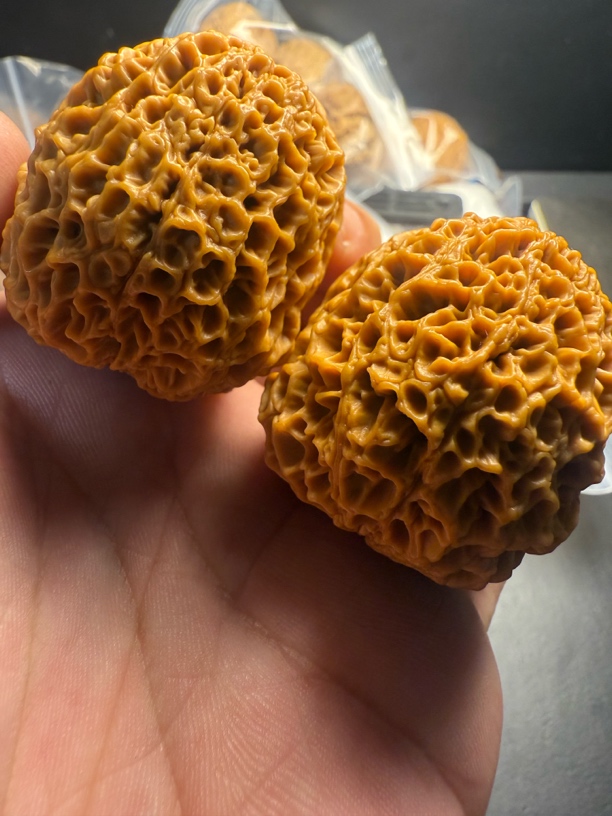 云南铁核桃 最美铁绣球 珊瑚纹蜂窝大底