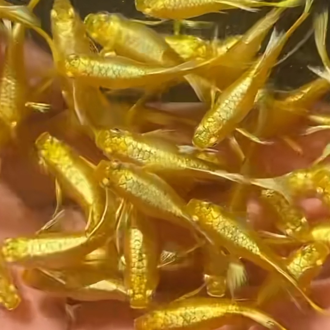 鱼房精养孔雀鱼（包邮包损包状态必须有开箱视频）小房子专属