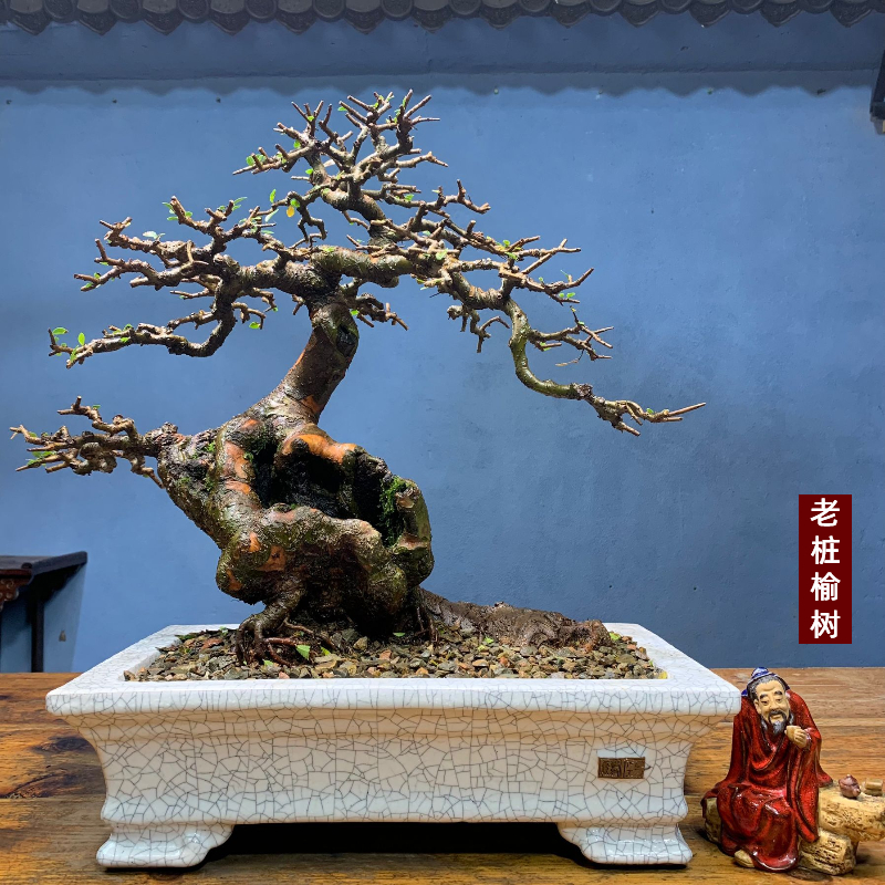 精品老桩榆树年功老桩榆树盆景一物一拍