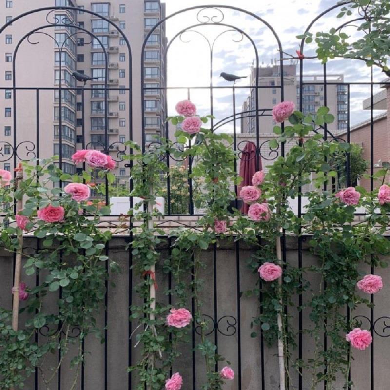 架爬藤架月季铁艺支架蔷薇支伸缩杆庭院花园艺藤本种植箱户外栅栏