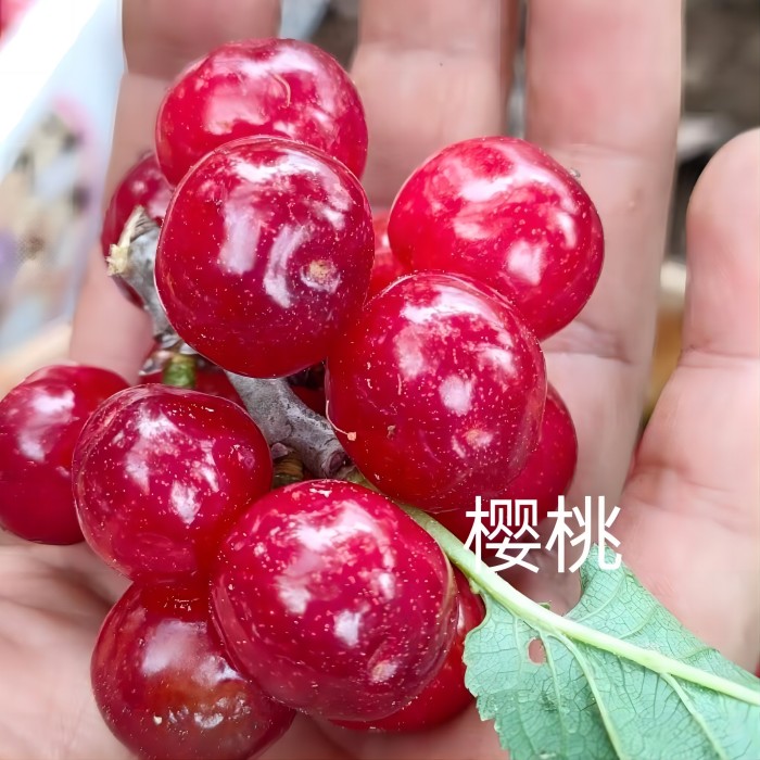 云南丽江本地樱桃苗批发