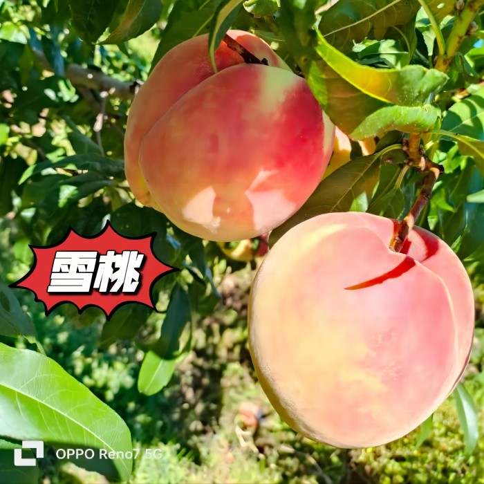 云南丽江雪桃苗批发