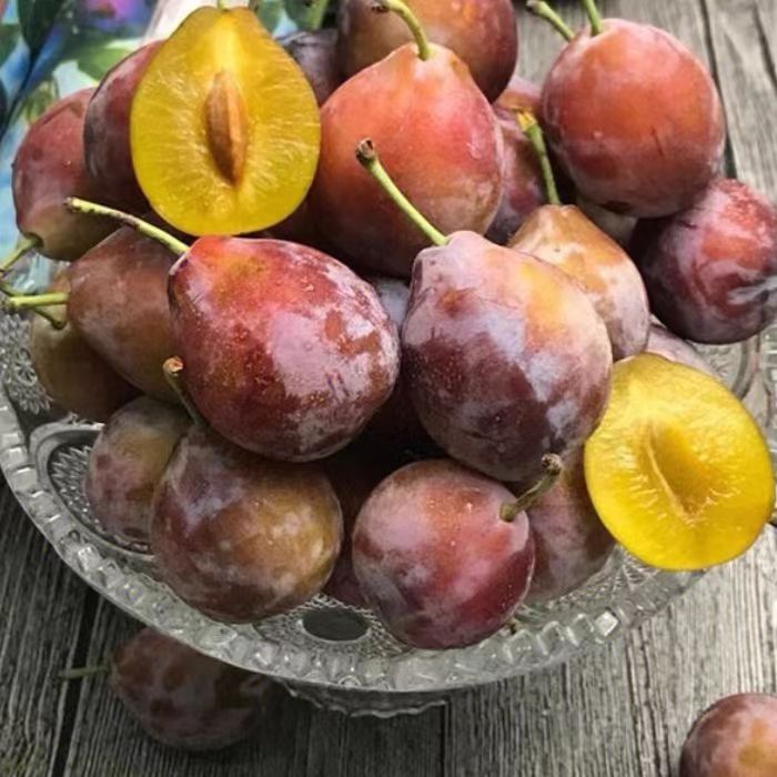 法兰西西梅苗批发