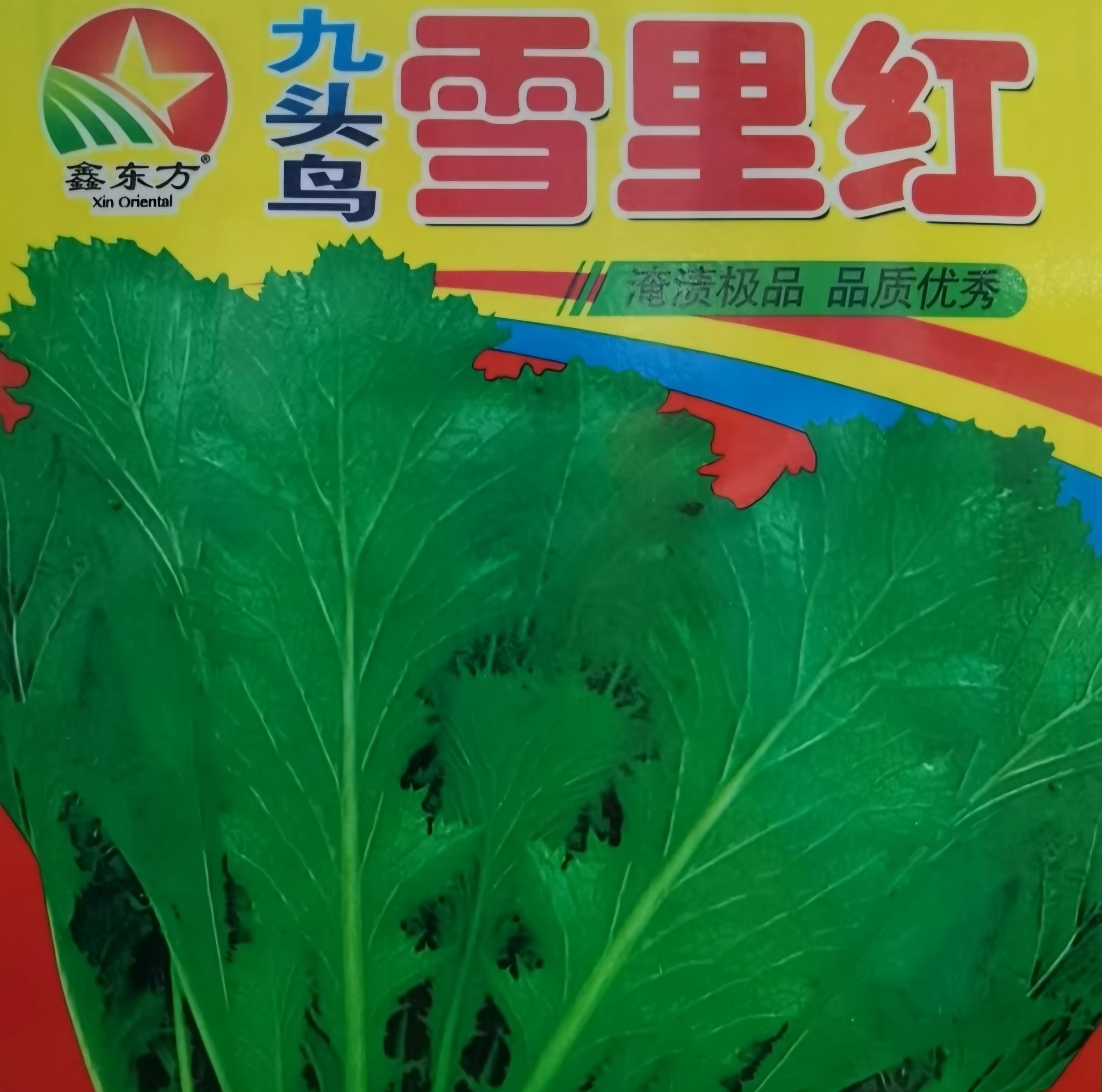 雪里红种子     