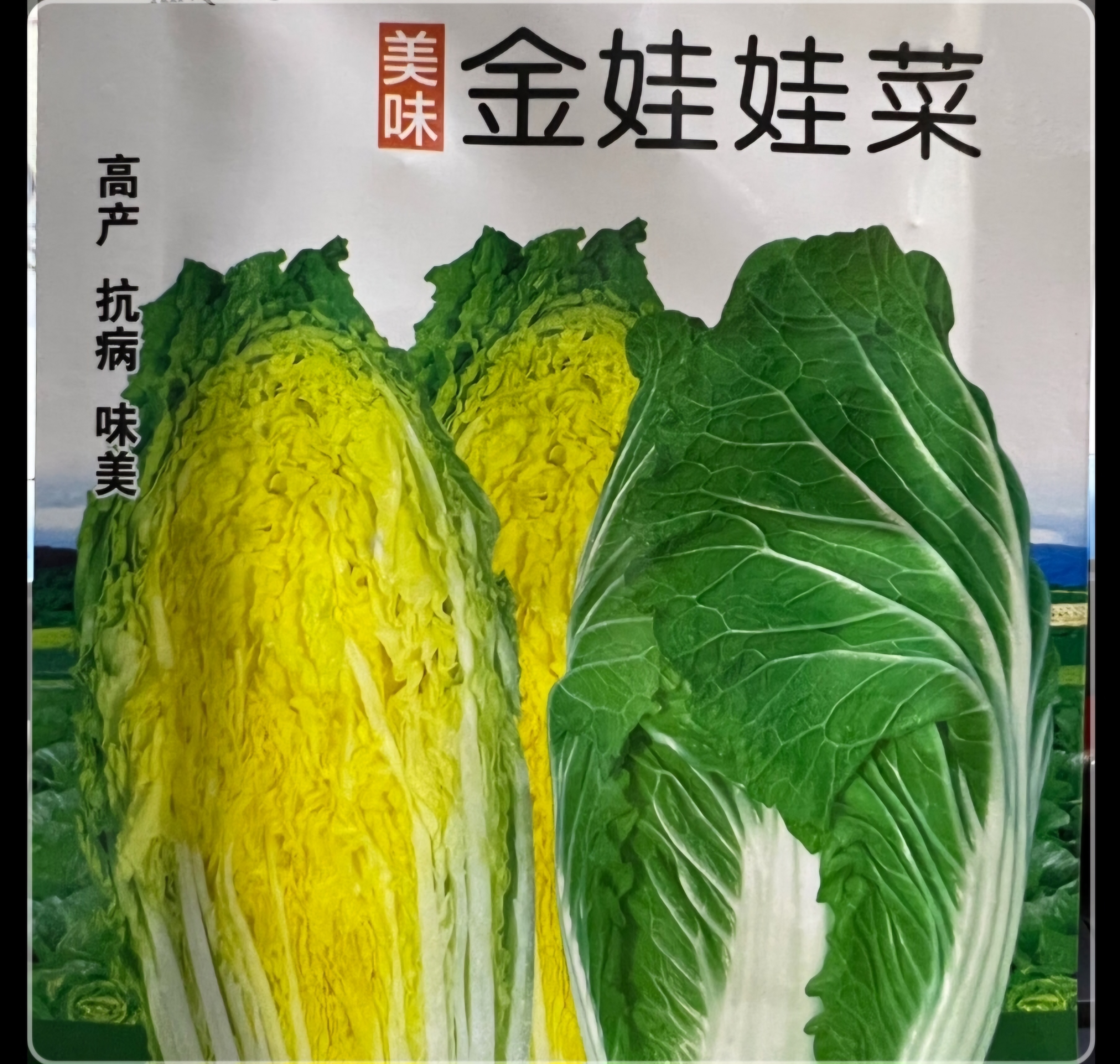 娃娃菜种子     