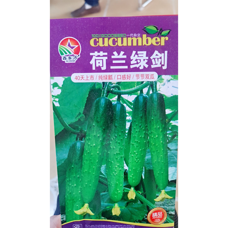 鑫东方荷兰绿剑旱黄瓜种子