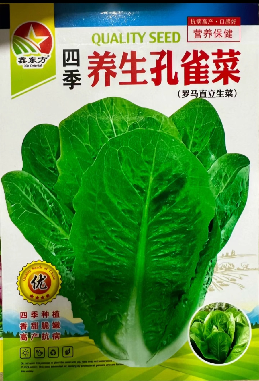 四季养生孔雀菜种子