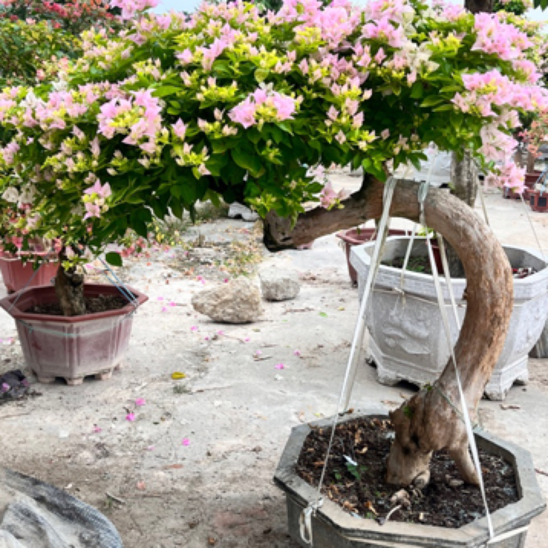 三角梅一物一拍 勤花三角梅 多色老桩三角梅