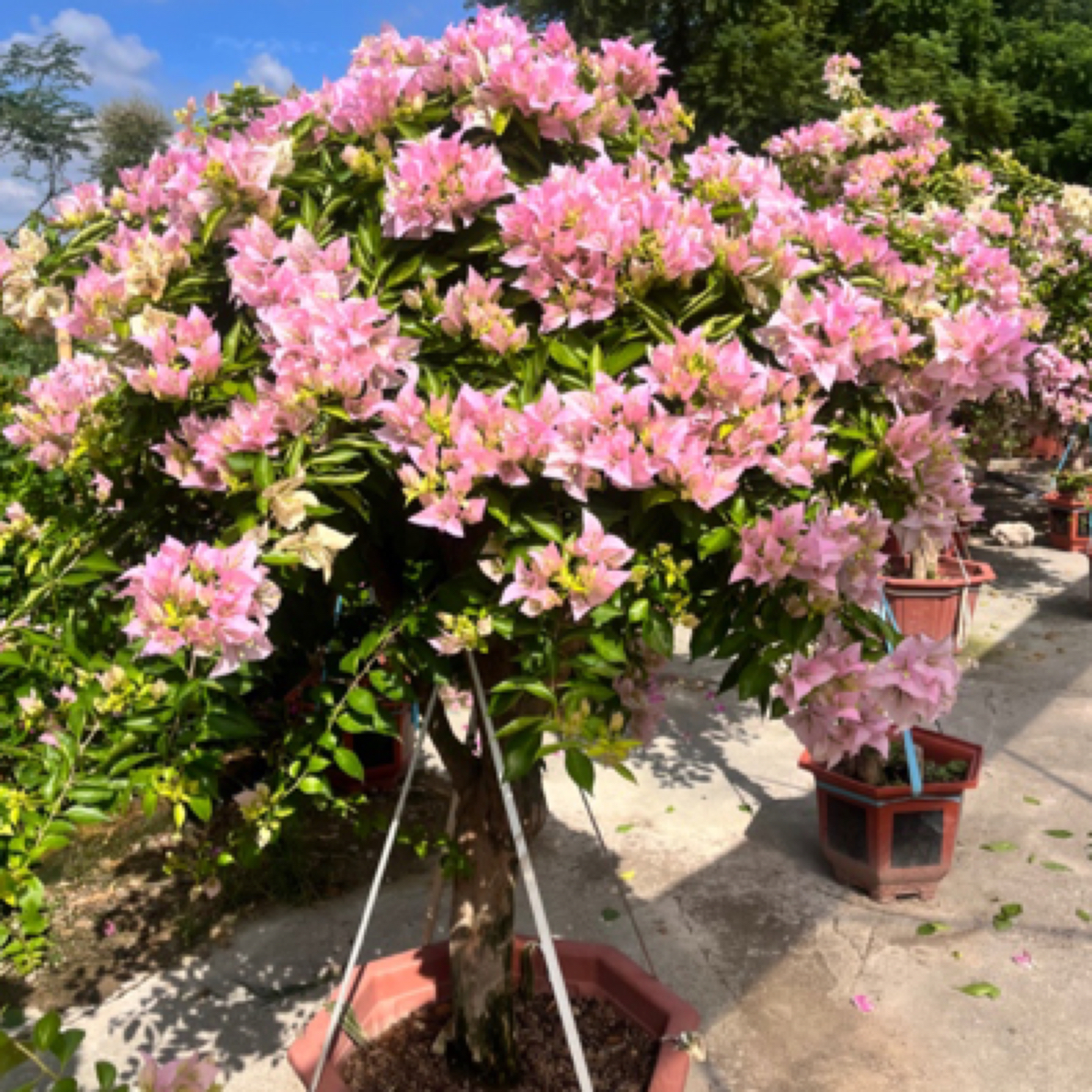 一物一拍庭院三角梅盆景，景院庭院三角梅盆景，造型三角梅盆景