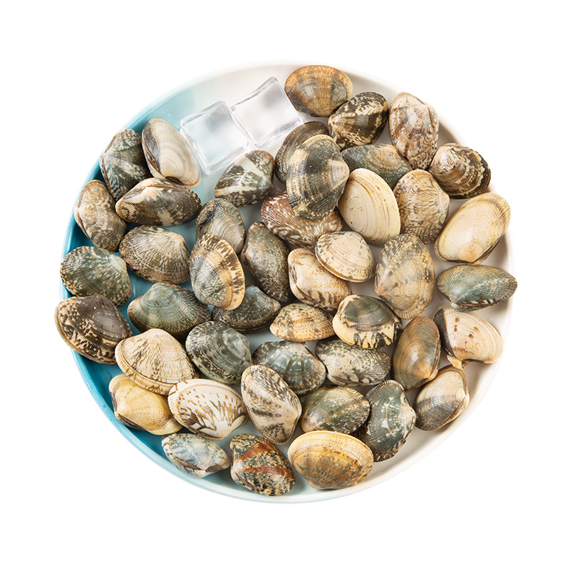 鲜活花蛤