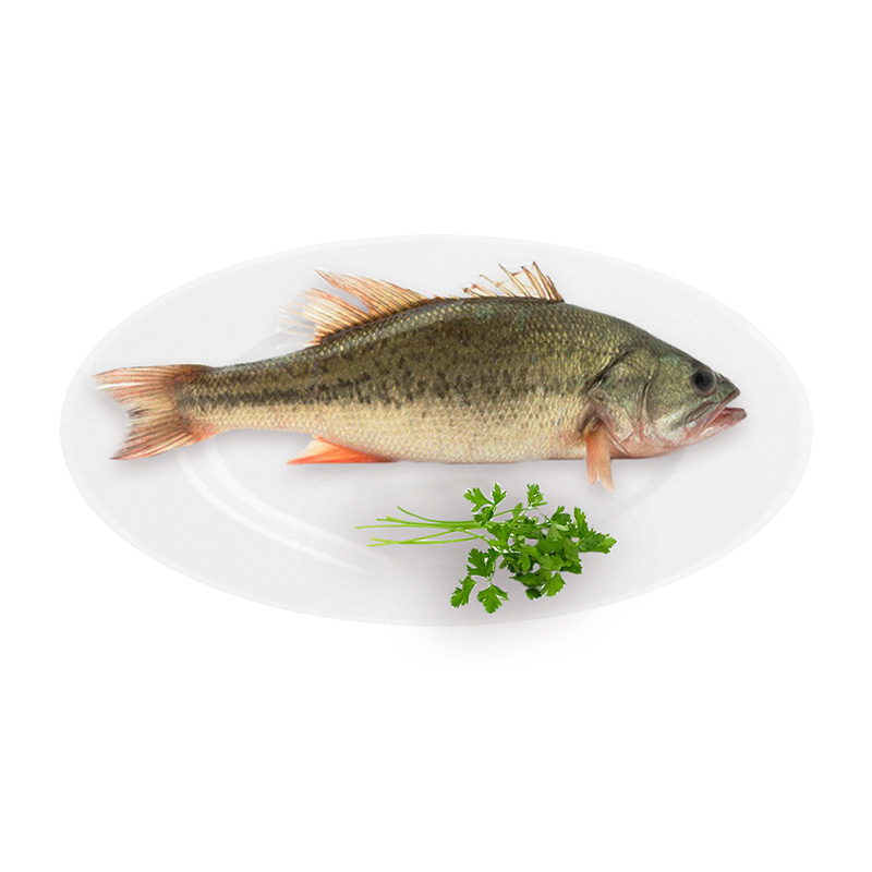 鲜活鲈鱼