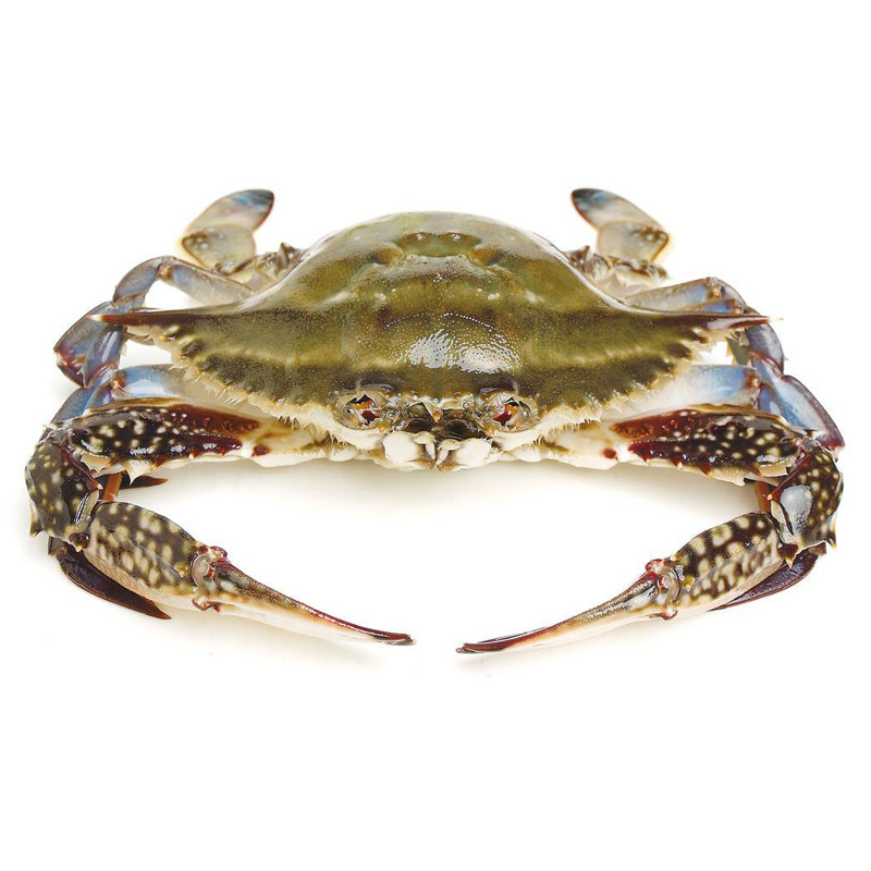 （充氧配送）鲜活梭子蟹 1.5kg/份（约100-200g/只）
