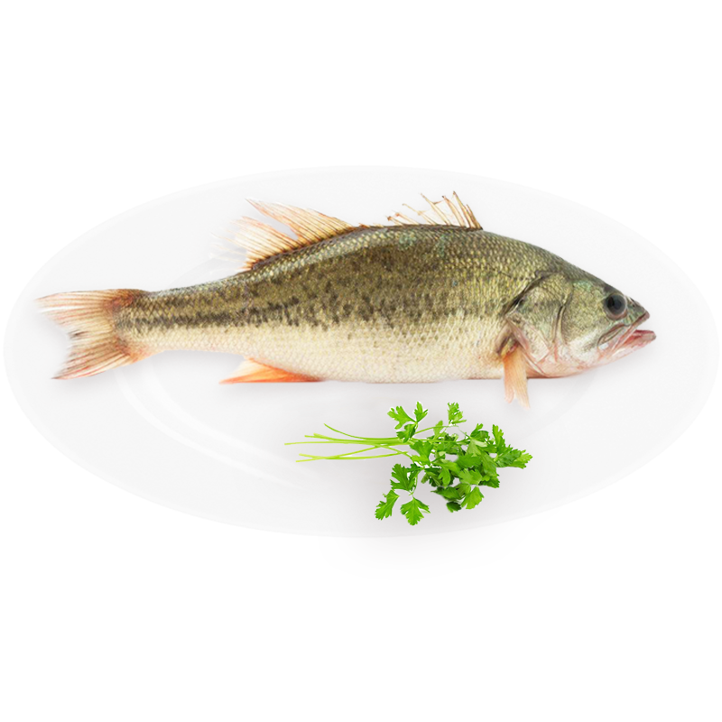 鲜活河鲈鱼400-500g/条