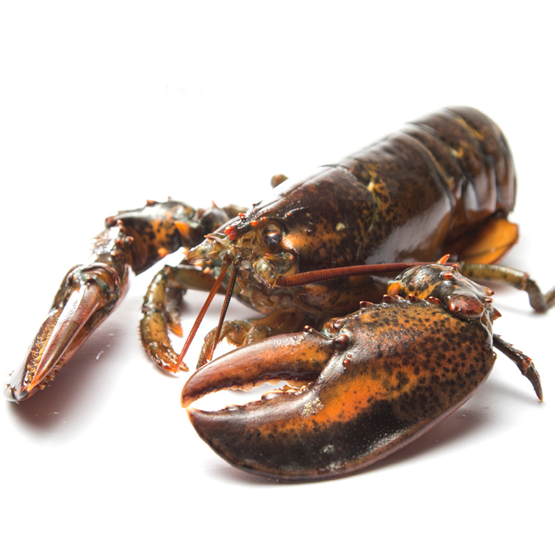 波士顿龙虾400-500g/只
