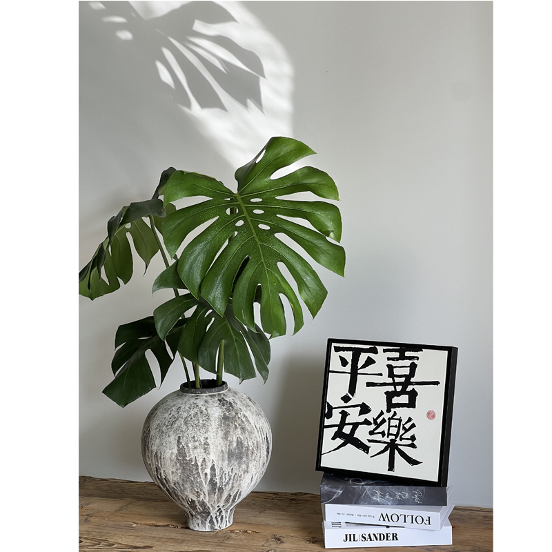 大型50-1.2米水培龟背竹6年老桩蓬莱蕉龟背竹吸甲醛龙鳞春羽绿植