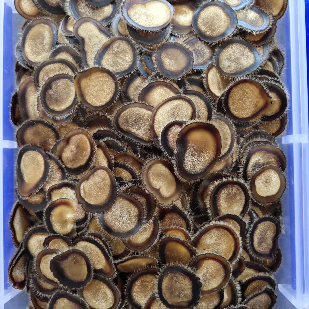吉林长春鹿茸半腊片