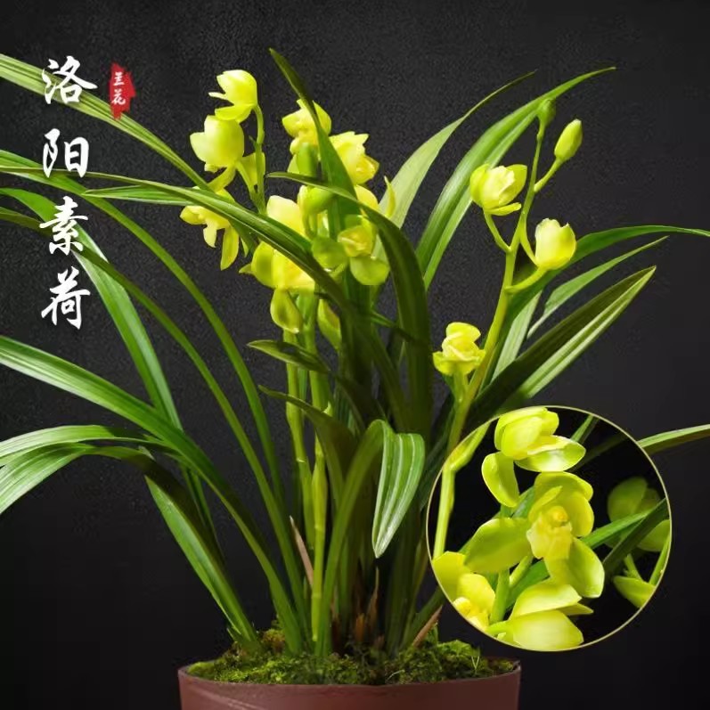 菊兰轩 建兰洛阳素荷 夏秋带花苞荷瓣兰花苗四季绿植花卉阳台盆栽