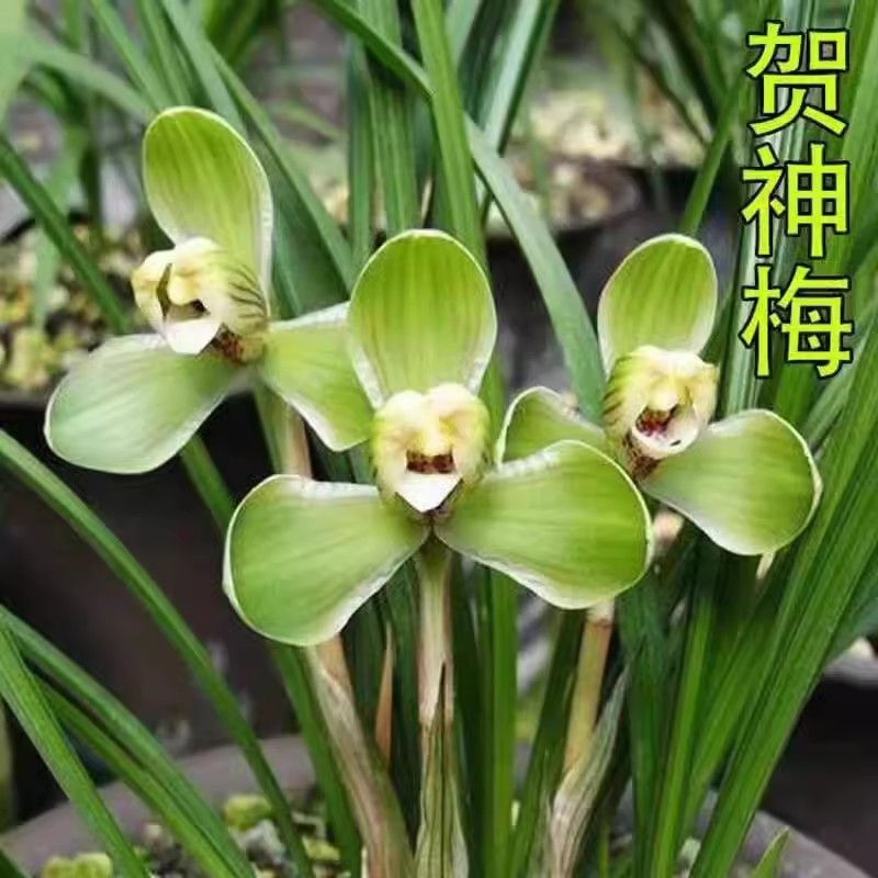 原生苗老种春兰 贺神梅 老八种之一