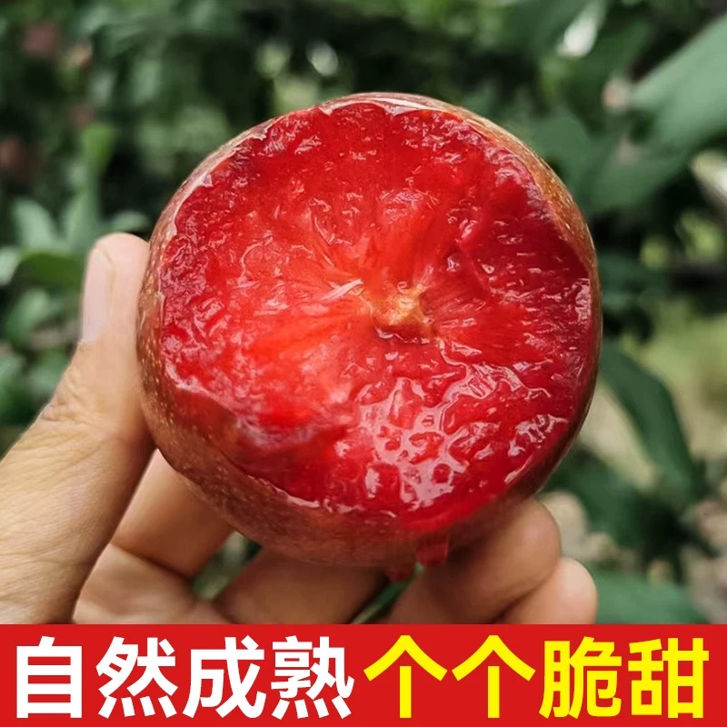 新疆恐龙蛋李子新鲜水果当季采摘红心杏10-19-2
