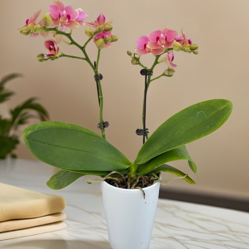 椎名蝴蝶兰（橙汁魔法五）3.0树皮种植，拍下送签子子夹子
