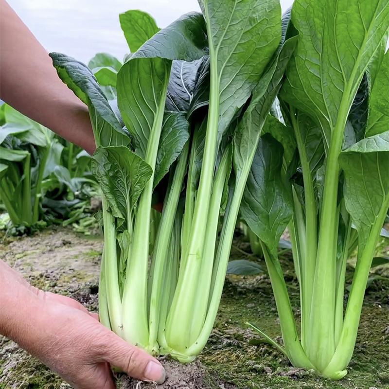 耐热速生青梗菜青松菜种子小青菜种籽家庭小院阳台种植