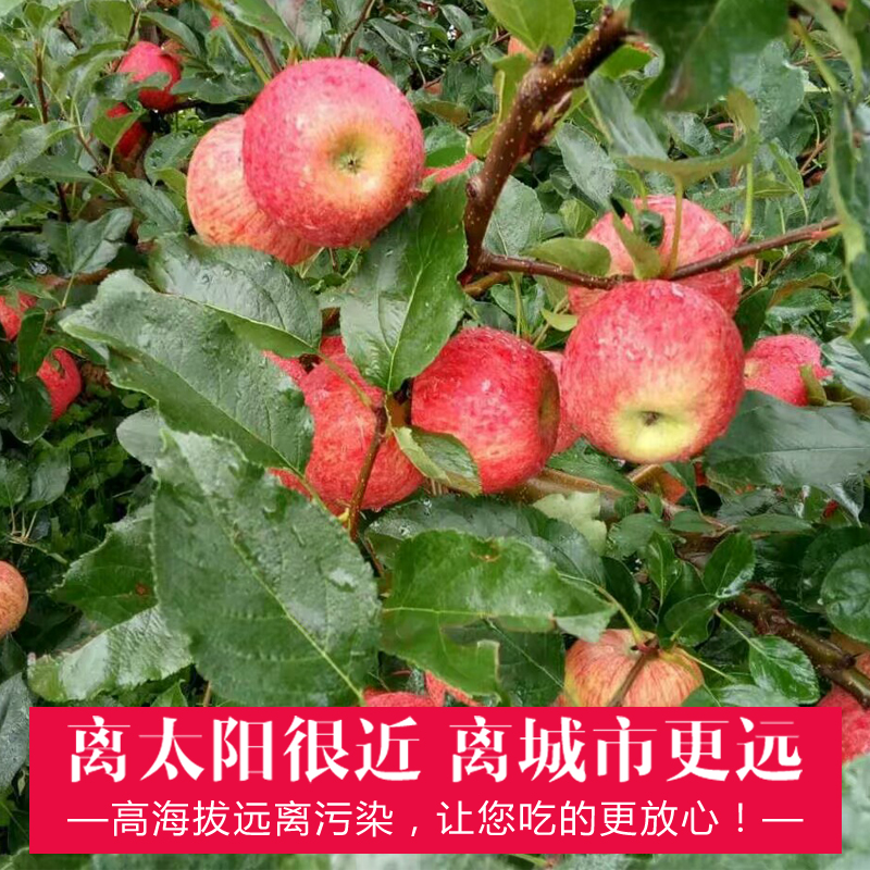 【开依】2023四川大凉山盐源现货丑苹果冰糖心水果新鲜脆甜多汁当季