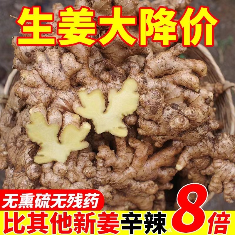 【进取】】正宗生姜小黄姜农家土老姜新姜整箱批发9斤装/1斤新鲜蔬菜