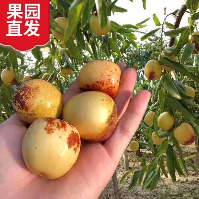 【进取】冬枣陕西大荔新鲜水果脆甜正宗应季青枣孕妇包邮新枣批发一