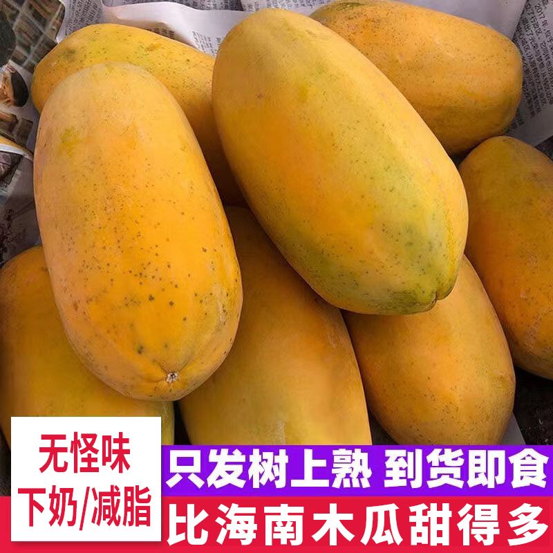 【进取】【收到即食 树上自然成熟】 雷州冰糖红心木瓜下奶新鲜水果包