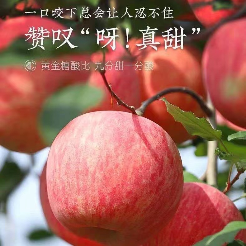【进取】正宗陕西洛川苹果水果新鲜当季整箱一级红富士冰糖心脆甜10