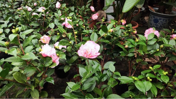 各类品种茶花直播间一物一拍(15天售后)