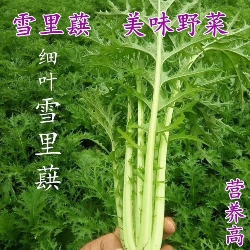 细叶雪里蕻种子家老春秋梅干菜雪里红蔬菜品种种菜农家播种菜籽_鲜花