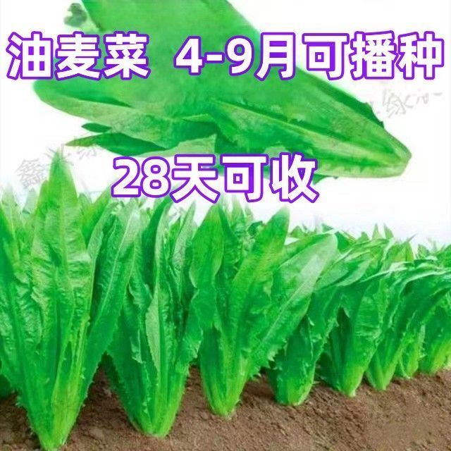 甜脆油麦菜衶清香无斑不苦油青菜可生吃筱麦菜四季农家自种蔬菜孑