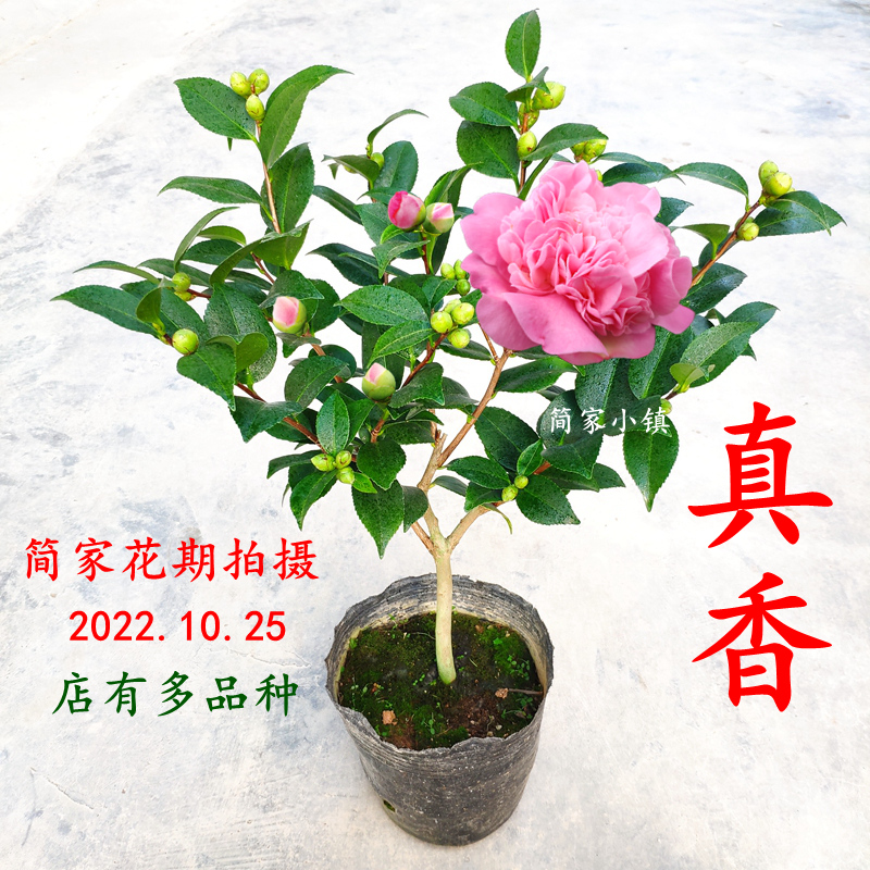 香妃山茶花盆栽烈香树苗浓香型阳台花卉室内四季常青绿植庭院好养