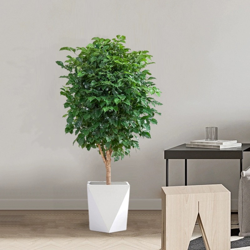 【高60-70cm】幸福树盆栽植物好养盆景净化空气吸甲醛绿植易活