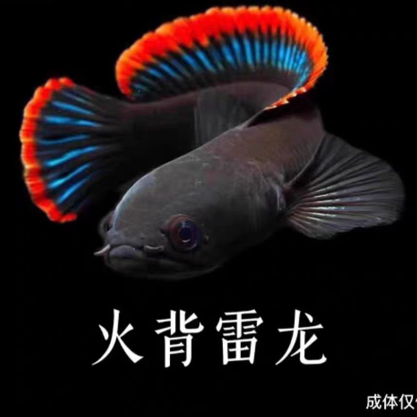 火背雷龙鱼（大宽边）