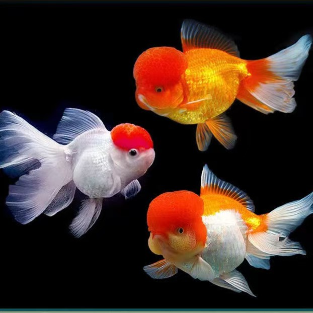 福利【源头渔场直发】金鱼冷水鱼观赏鱼必须打氧5-8cm款式随机