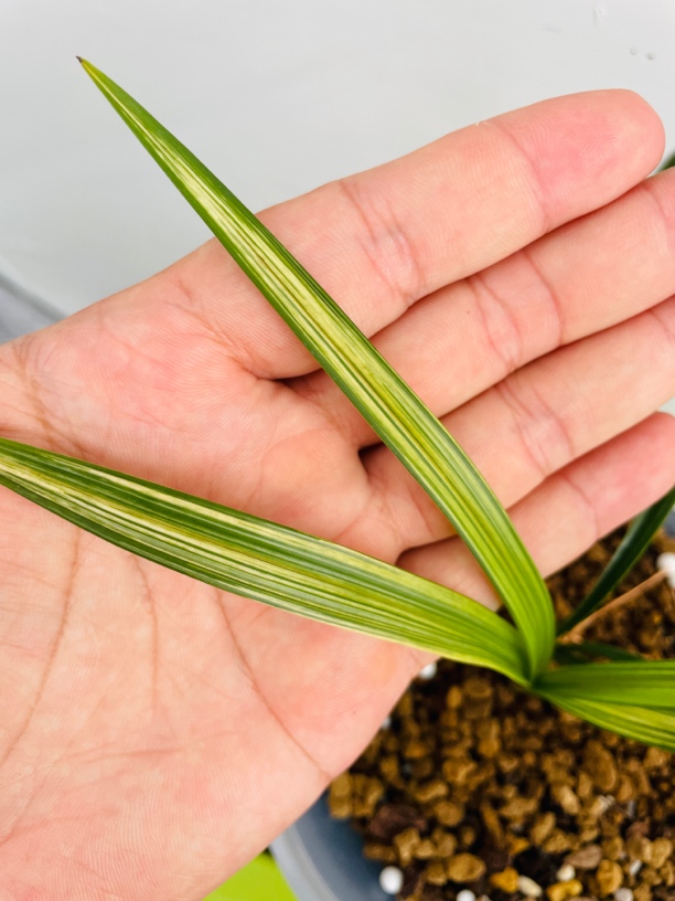 春兰/彩锦素两苗草，双艺品