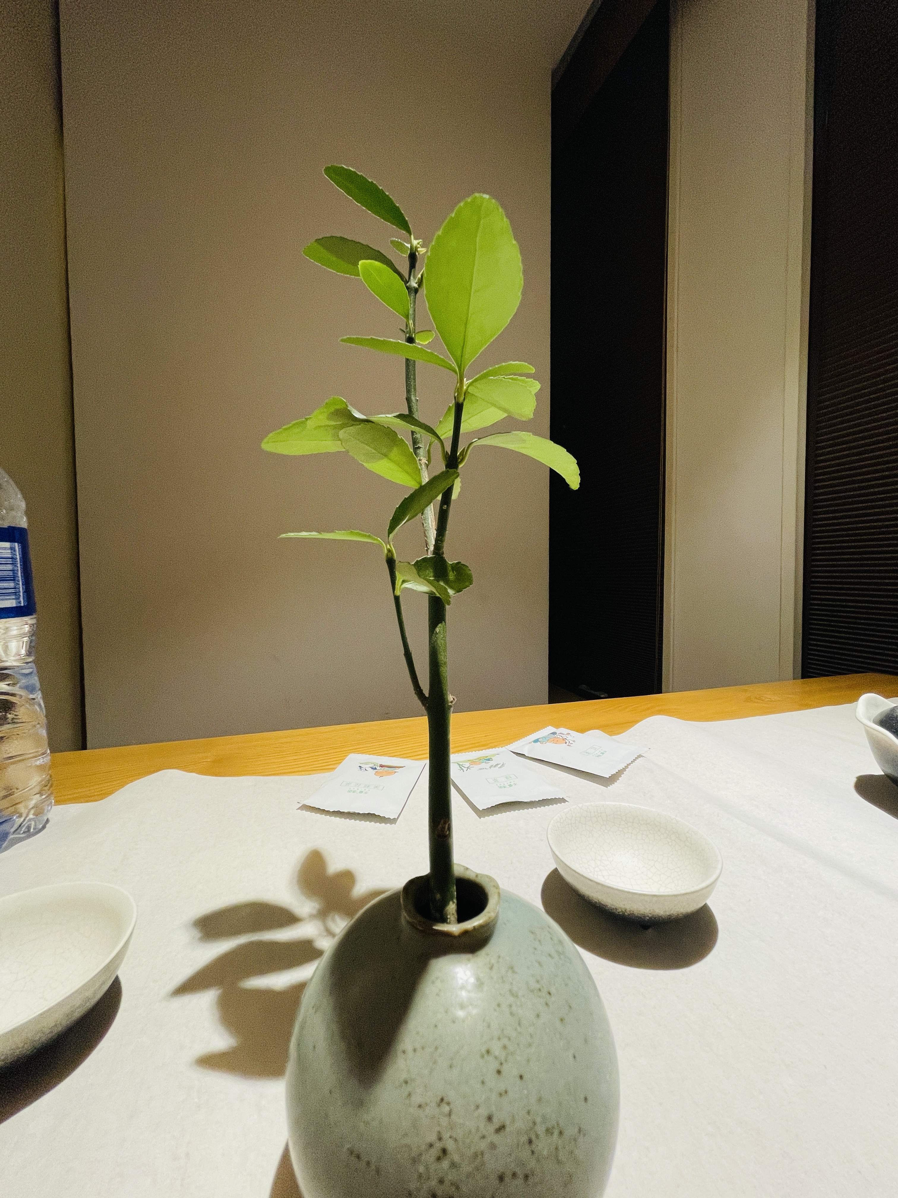 兰花市场赶集订单专用