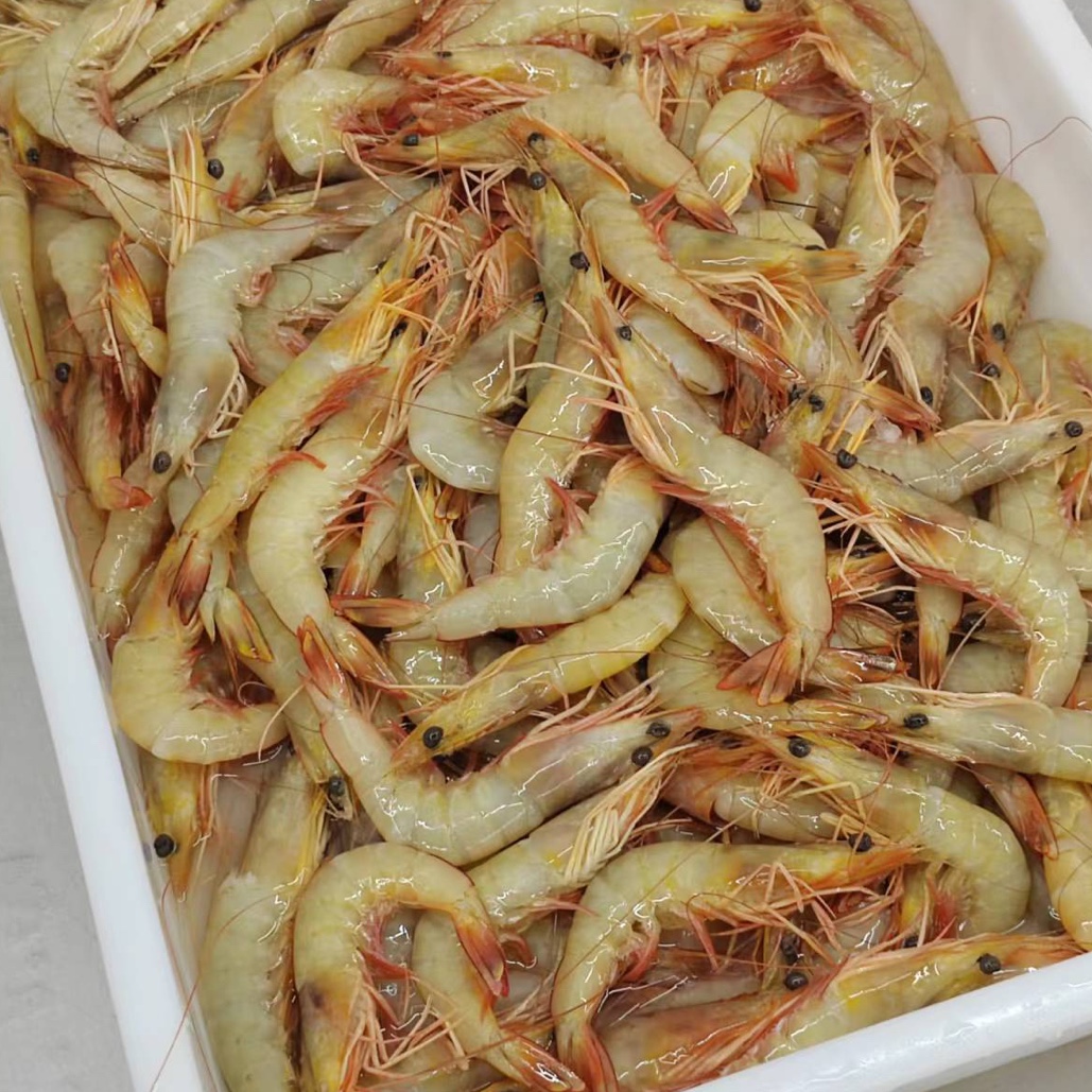 北海海捕明虾2500克