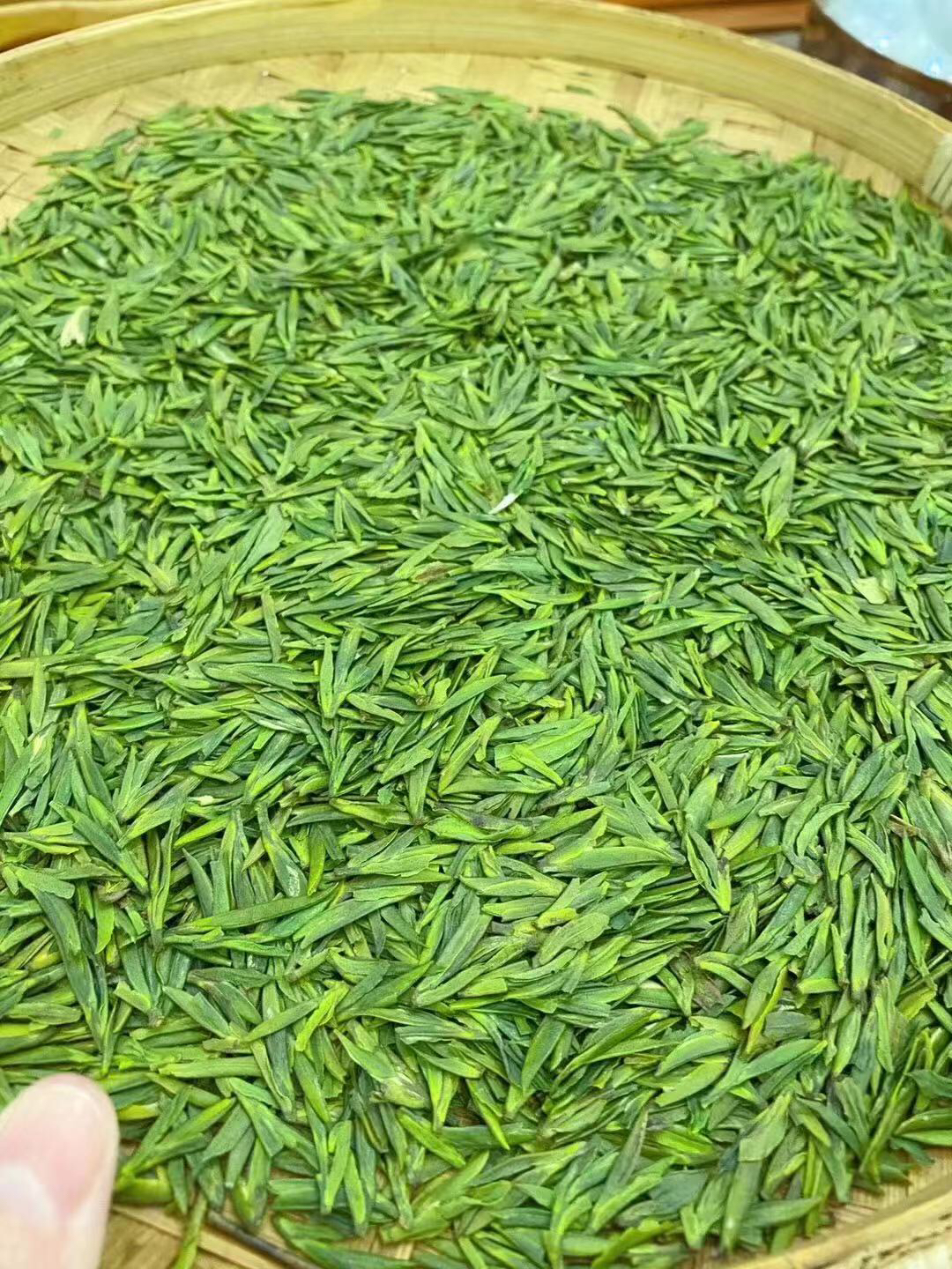 早春头采雀师傅雀舌2025新茶明前春茶四川明前绿茶