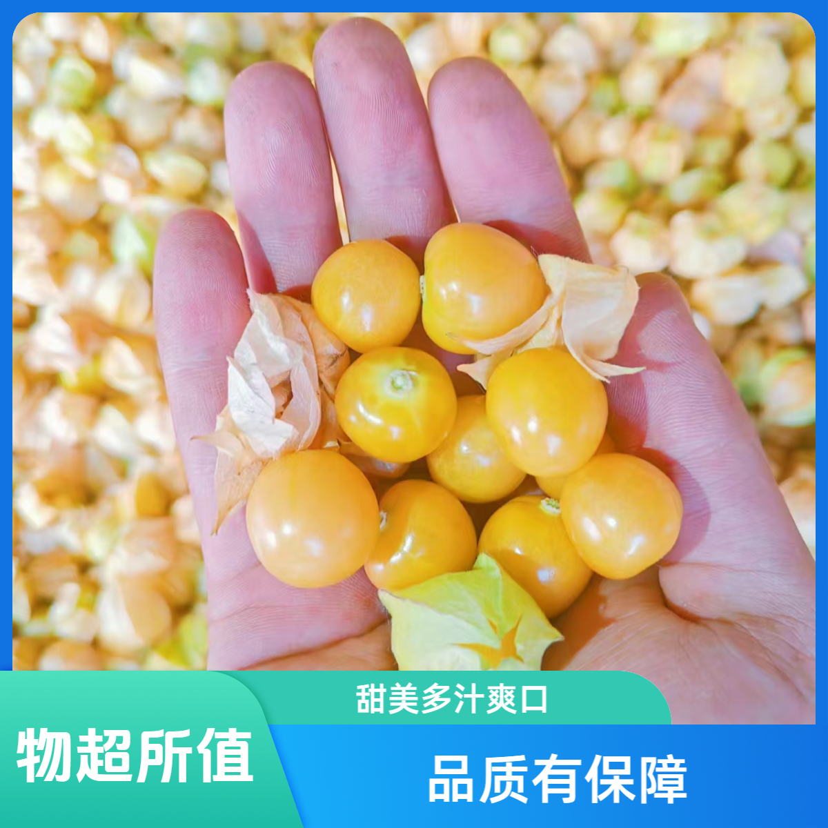 东北特产菇娘果小金豆灯笼果当季水果源头发货
