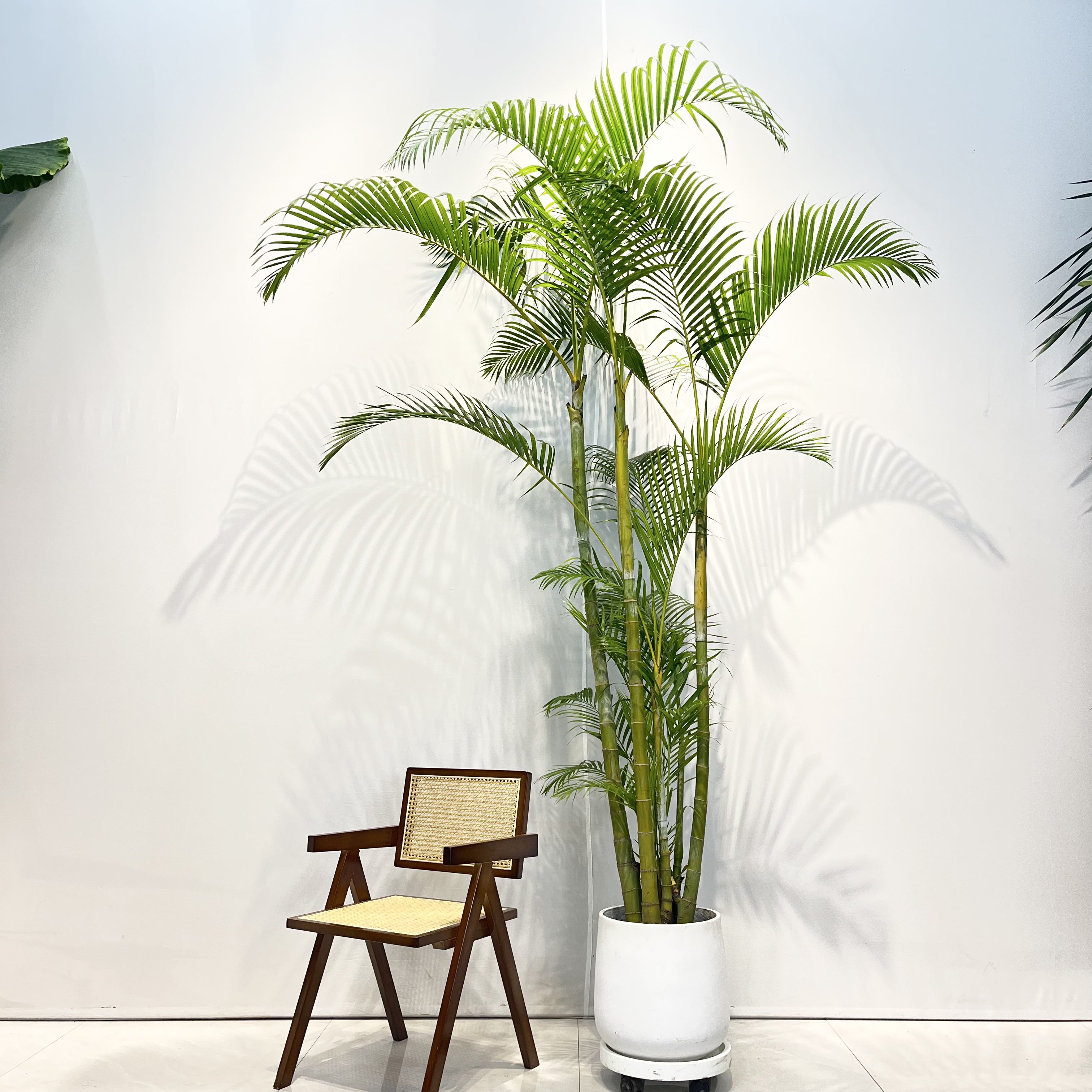 高杆老桩竹子散尾葵地栽凤尾竹大型植物庭院网红占露营庭院阳台