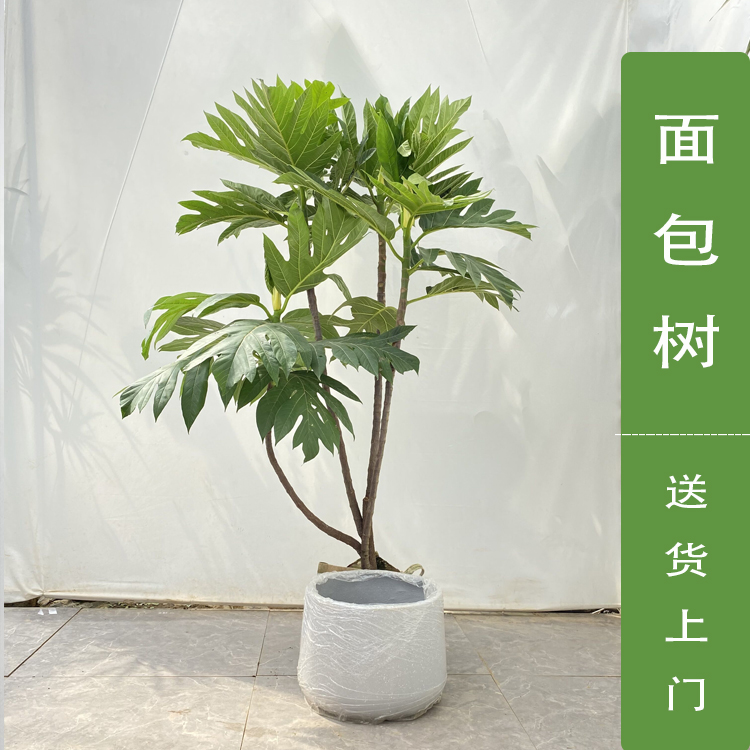 大型面包树盆栽北欧风网红造型观叶植物室内客厅书房绿植室内绿植