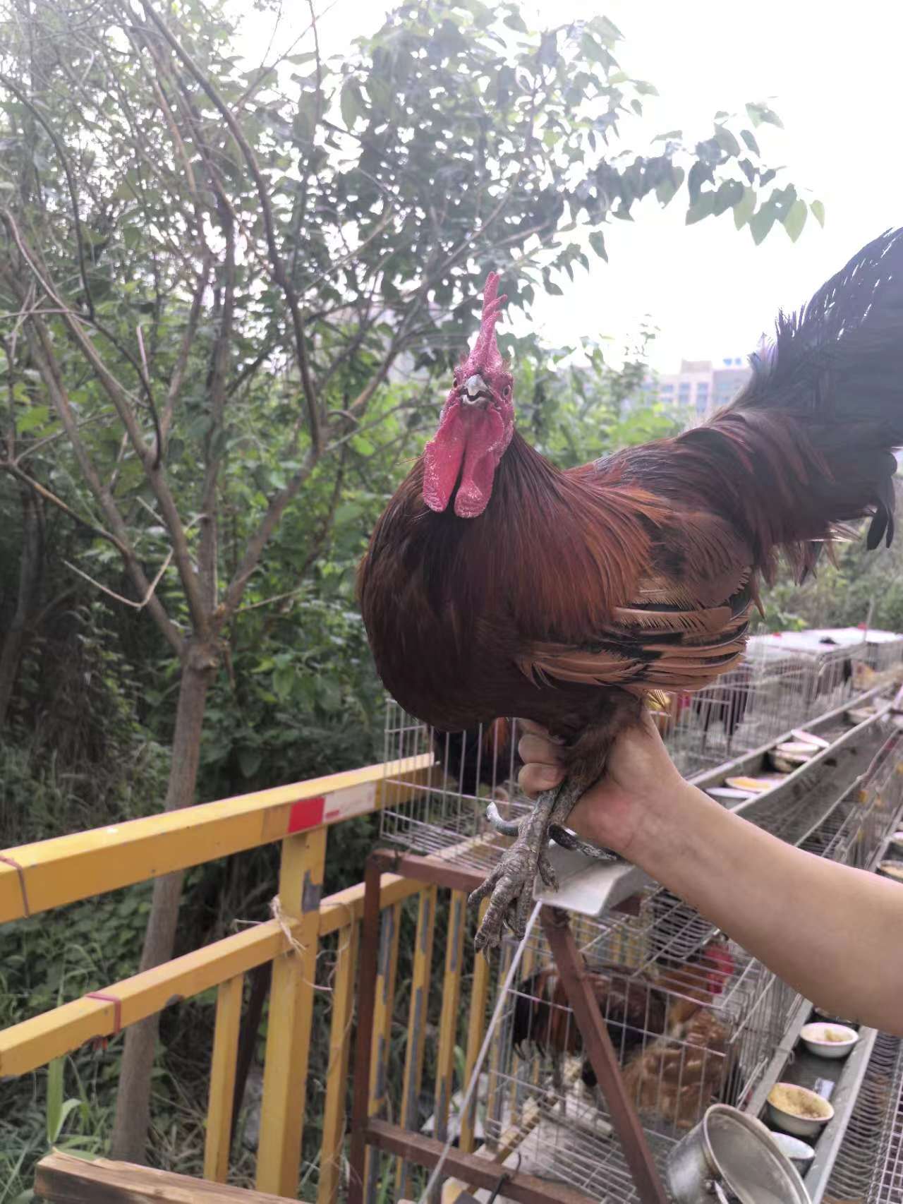 农家散养笨鸡，重温儿时味道。