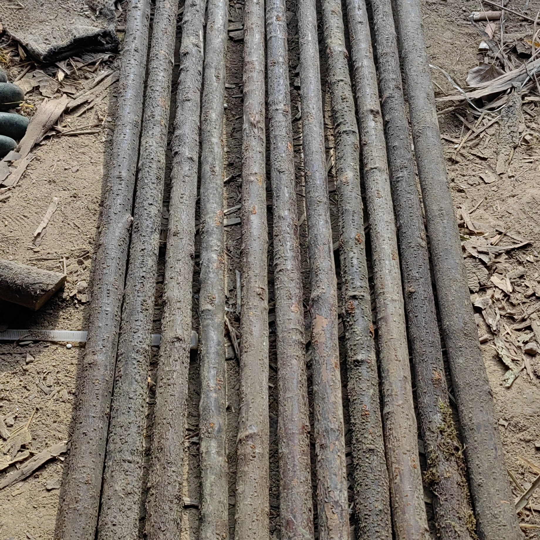 兔儿条  密度极高  韧性好，颜色漂亮，