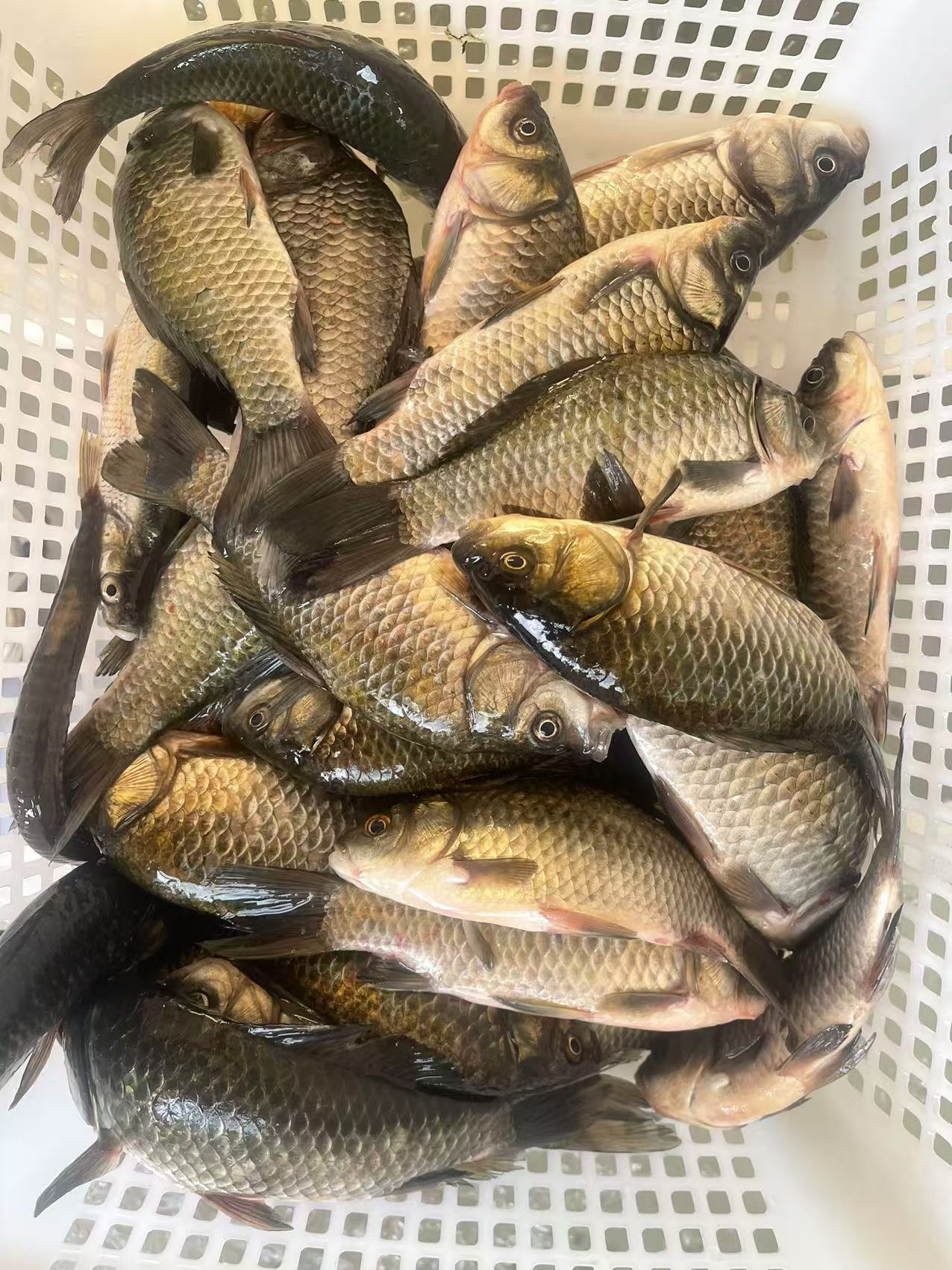 鲫鱼原生态万亩大河鲫鱼 大板鲫淡水鲫鱼金色鲫鱼